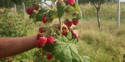 Frambuesas 100% naturales alimentadas únicamente con fertilizantes orgánicos. La