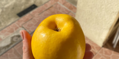 Vendo manzanas golden delicious, calidad I, con certificado ecológico,