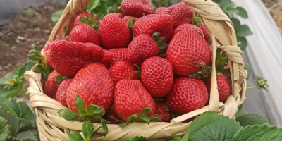 ¡Nuestra temporada de cosecha de fresas ha comenzado! con