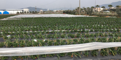 ¡Nuestra temporada de cosecha de fresas ha comenzado! con