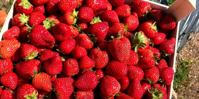 ¡Nuestra temporada de cosecha de fresas ha comenzado! con