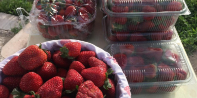 ¡Nuestra temporada de cosecha de fresas ha comenzado! con