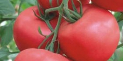 Un hermoso tomate de Grecia, directamente de Salónica, precio