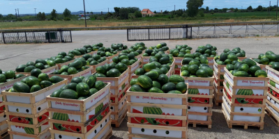 Sandía temprana, Selini, Bostona, Karavel