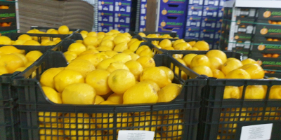 Limones frescos, Grecia, entregaremos o recogeremos. +306972855808 Viber, Vatsap