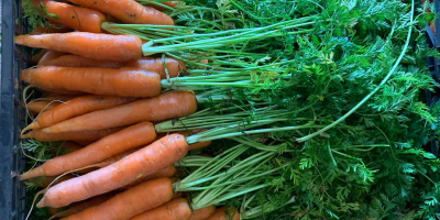 Zanahorias tiernas y sabrosas, paquete de 10 kg 0,35