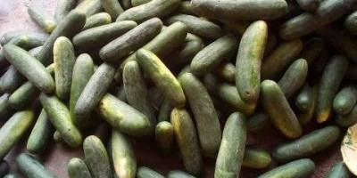 Vendemos Cucumba fresca a precios muy asequibles MOQ 1