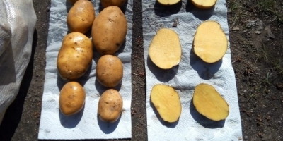 Buenos días. Ofrecemos patatas tempranas, entrega desde Irán TIR