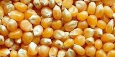 El maíz blanco y amarillo es una variedad de