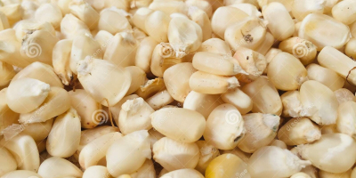 El maíz blanco y amarillo es una variedad de