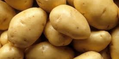 Tenemos patatas de alta calidad (rojizas) para el consumo.