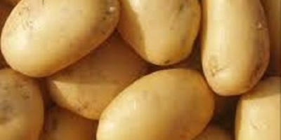 Tenemos patatas de alta calidad (rojizas) para el consumo.