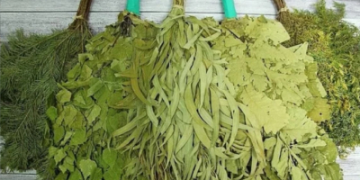 Buscamos proveedores de hierbas enteras: hojas + tallos, secos