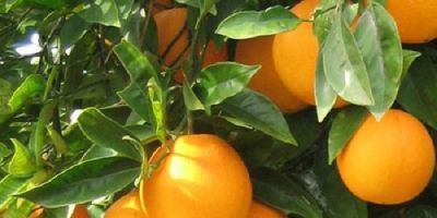 Producto Navel fresco Origen de la naranja Pavo Temperatura