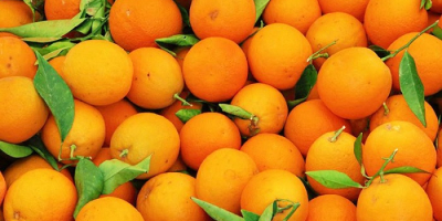 Producto Navel fresco Origen de la naranja Pavo Temperatura