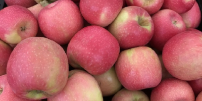 Manzanas cuidadosamente seleccionadas y recolectadas de los manzanos de