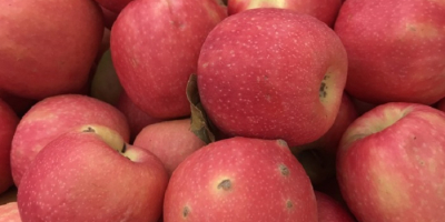 Manzanas cuidadosamente seleccionadas y recolectadas de los manzanos de