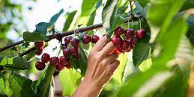 Las cerezas grandes se venden en cajas de 2