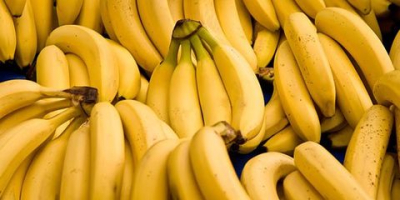 Nombre del producto Plátano Cavendish fresco Tamaño grande de