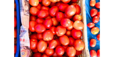 Tomates frescos