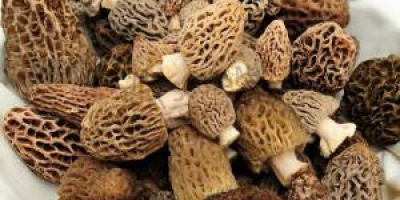 Nombre del producto: IQF trufa de verano congelada de