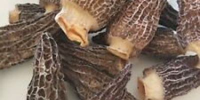 Nombre del producto: IQF trufa de verano congelada de