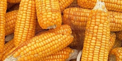 Maíz amarillo Maíz Nombre del producto 2018 Gran calidad