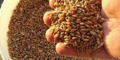 Trigo Grano 2 Grado, 3 Grado Trigo (Grado de