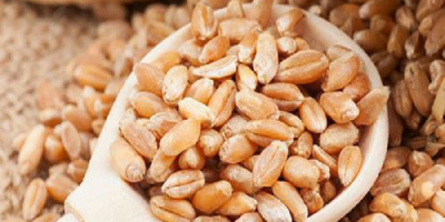 Trigo Grano 2 Grado, 3 Grado Trigo (Grado de