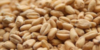 Trigo Grano 2 Grado, 3 Grado Trigo (Grado de
