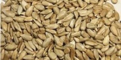 Semillas de girasol Estilo de grano Fresco Roto 6-8%