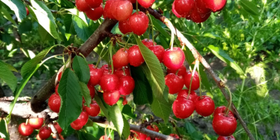 CEREZAS EN VENTA hasta 50 t