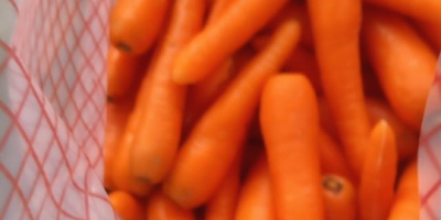Zanahorias frescas y jugosas. Origen: Egipto. Crecido en la