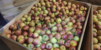 Venderé manzanas de la variedad ligol Eliza, champú Floriana