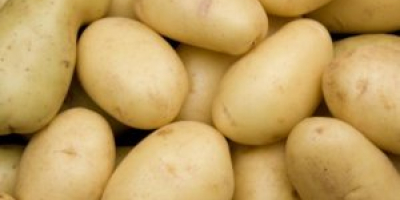 Patatas frescas disponibles y listas para exportar a cualquier