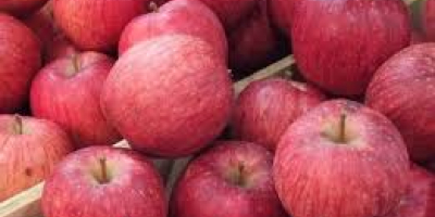 Tenemos más de 9 especies diferentes de Manzanas, incluida