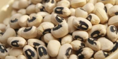 New Crop Black Eye Vigna White Beans / Cowpeas