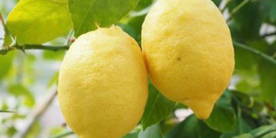 Limones orgánicos de calidad