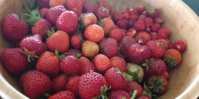 Compraré fresas 1000 cestas al día durante toda la