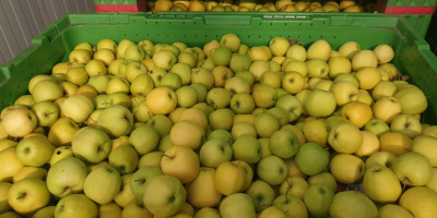 Una empresa polaca tiene a la venta manzanas industriales.