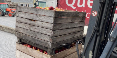 ¡Deliciosas manzanas Golden e Idared directamente de la huerta