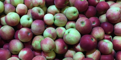 Venderé una manzana de las variedades idared y gloster.