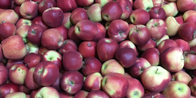 Venderé una manzana de las variedades idared y gloster.