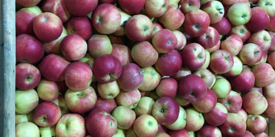 Venderé una manzana de las variedades idared y gloster.