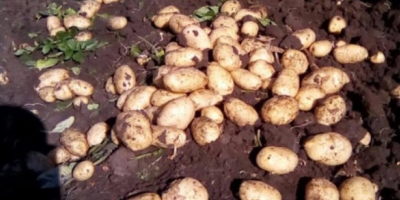 Patatas nuevas, producción 2021. Peretu, Teleorman