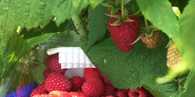 La plantación de frambuesa POLKA, es la variedad con