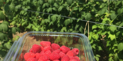 La plantación de frambuesa POLKA, es la variedad con