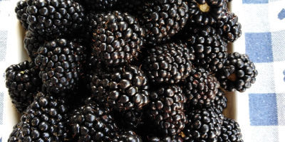 Vendo moras 100% BIO caseras jugosas y deliciosas