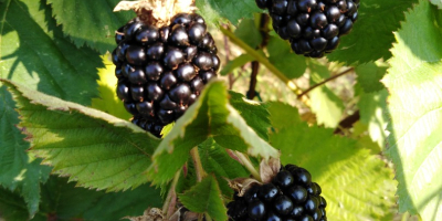 Vendo moras 100% BIO caseras jugosas y deliciosas