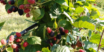 Vendo moras 100% BIO caseras jugosas y deliciosas